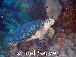 Portrait of a Turtle
Key Largo, Florida by Joel Sarver 